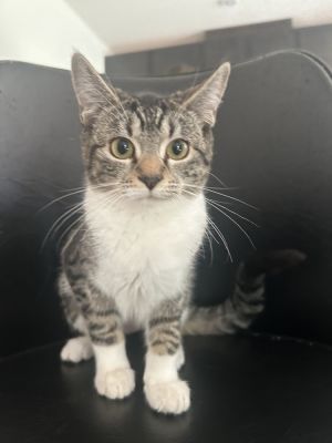 Miss Pickle, Adult Female Tabby