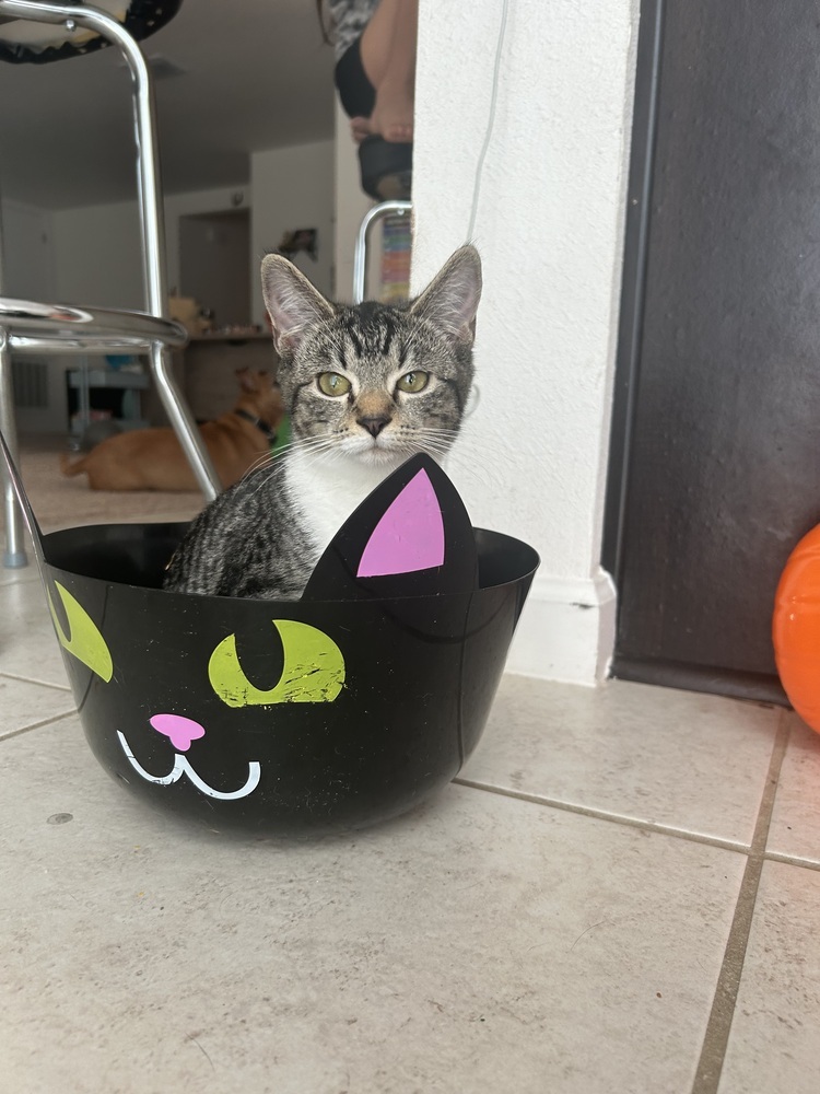 Miss Pickle