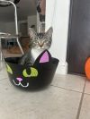 Miss Pickle photo 2