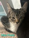 Miss Pickle photo 3