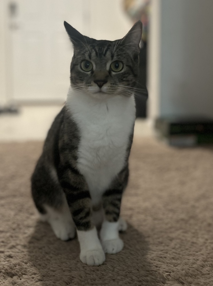 Miss Pickle
