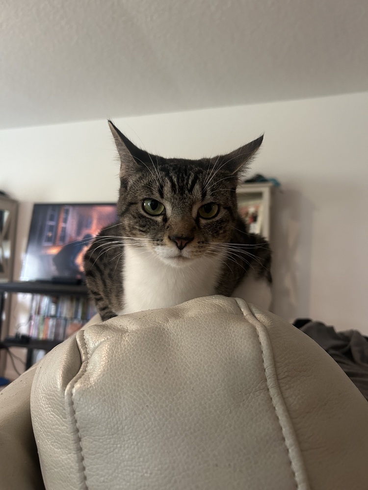 Miss Pickle