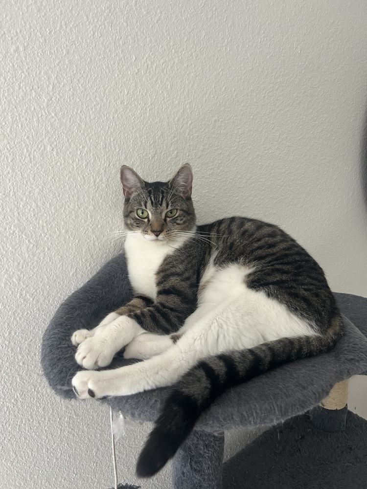 Miss Pickle
