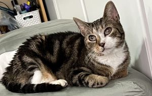 Meet Jay A sweet and friendly cat with a heart full of purrs Jay absolutely loves being pet-shell