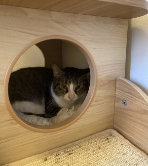 Tabitha Domestic Short Hair Cat