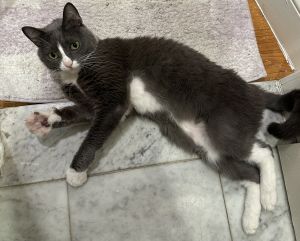 My Foster Writes Maria is a sweet and quiet cat who takes her time to trust-but once she does she