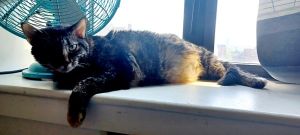 What my friends at ACC say about me I have lived with cats Im sensitive and shy Ill need extra
