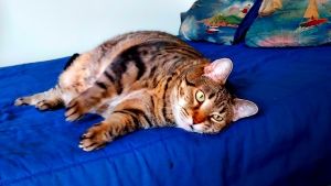 My foster writes Florinda or Flo as I call her is a plump and beautiful kitty who is very affecti