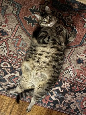 My foster writes Florinda or Flo as I call her is a plump and beautiful kitty who is very affecti