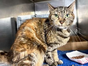 Emilia Domestic Short Hair Cat