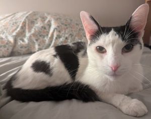My foster writes Im Luna but I also answer to Moo Moo My hobbies include sleeping under my favor