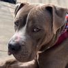 Obie photo 3