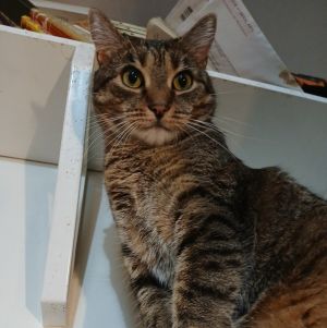 Queenie Domestic Short Hair Cat