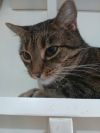 Queenie photo 4