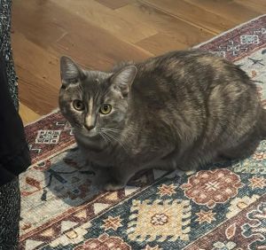 I have lived with cats I would do best in a home without very tiny humans although I could be