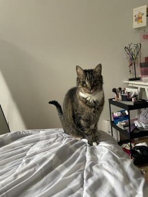 Sid Domestic Short Hair Cat