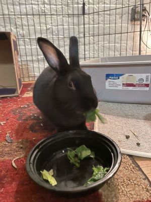 The foster writes Timmy is well behaved hes happy with his hay and pellets He likes his space an