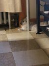 Pebbles photo 2