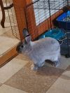 Pebbles photo 3