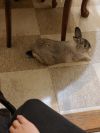 Pebbles photo 4