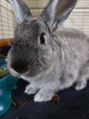 Pebbles photo 5