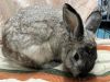 Pebbles photo 6