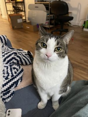 My foster writes If you are looking for somebody to cuddle on the couch with then you should meet 