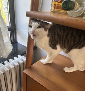 My foster writes Veronica is a sweet shy foster cat who quickly melts hearts with her gentle purrs