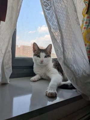 My foster writes Veronica is a lovely lady who is as loving as she is beautiful With her chirping