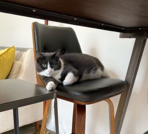 My foster writes Minosh is a curious adventurer with a playful spirit Always ready to explore new 