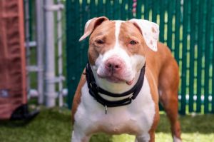 Ronnie, Senior Female Mixed Breed