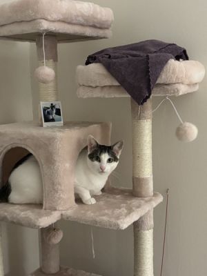 My current foster writes Once she gets to know you she is the sweetest cat ever and will greet you