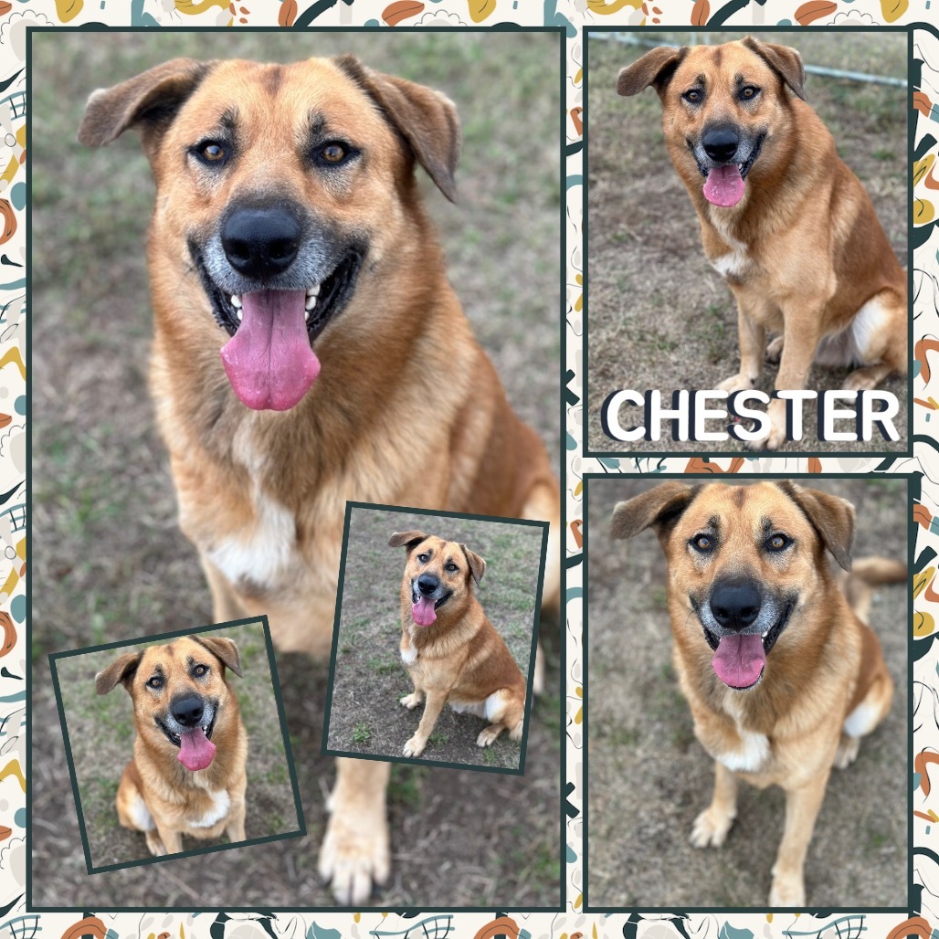 Chester