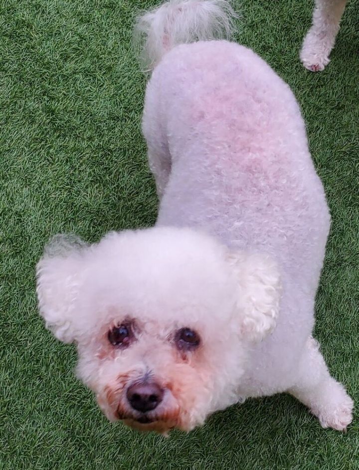 phoebe Bichon 1
