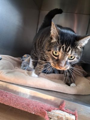 Everest, Adult Female Domestic Short Hair