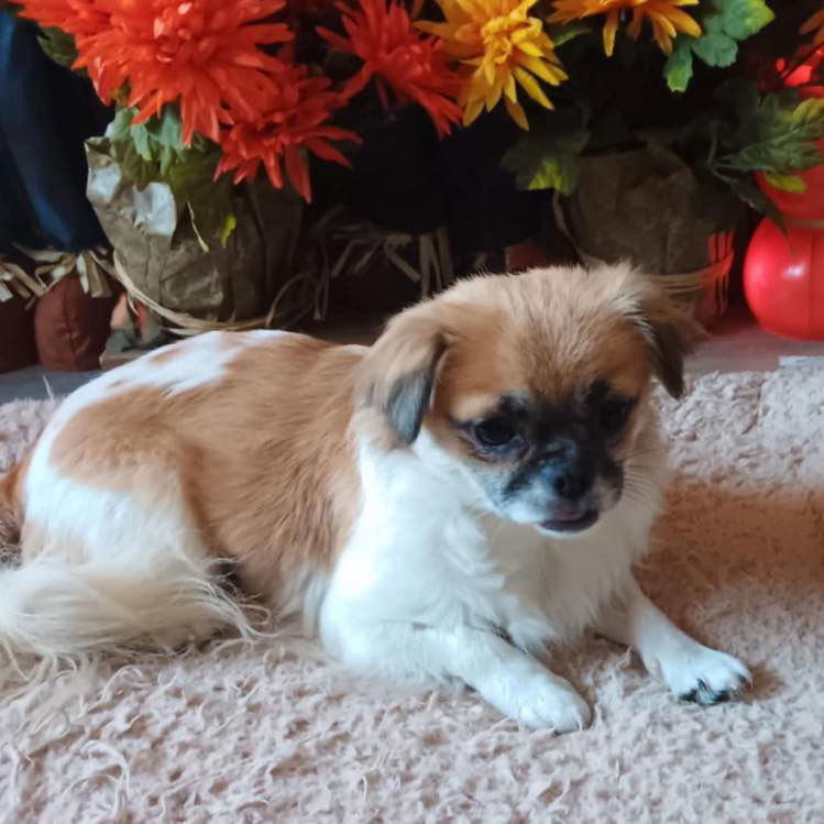 Macy, an adoptable Pekingese in Grand Bay, AL, 36541 | Photo Image 1