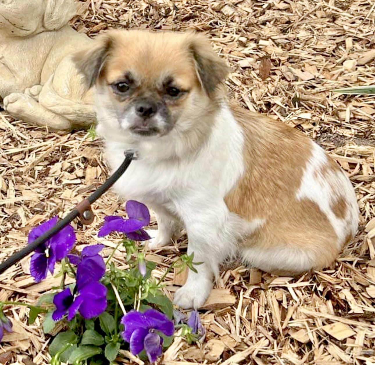 Macy, an adoptable Pekingese in Grand Bay, AL, 36541 | Photo Image 2