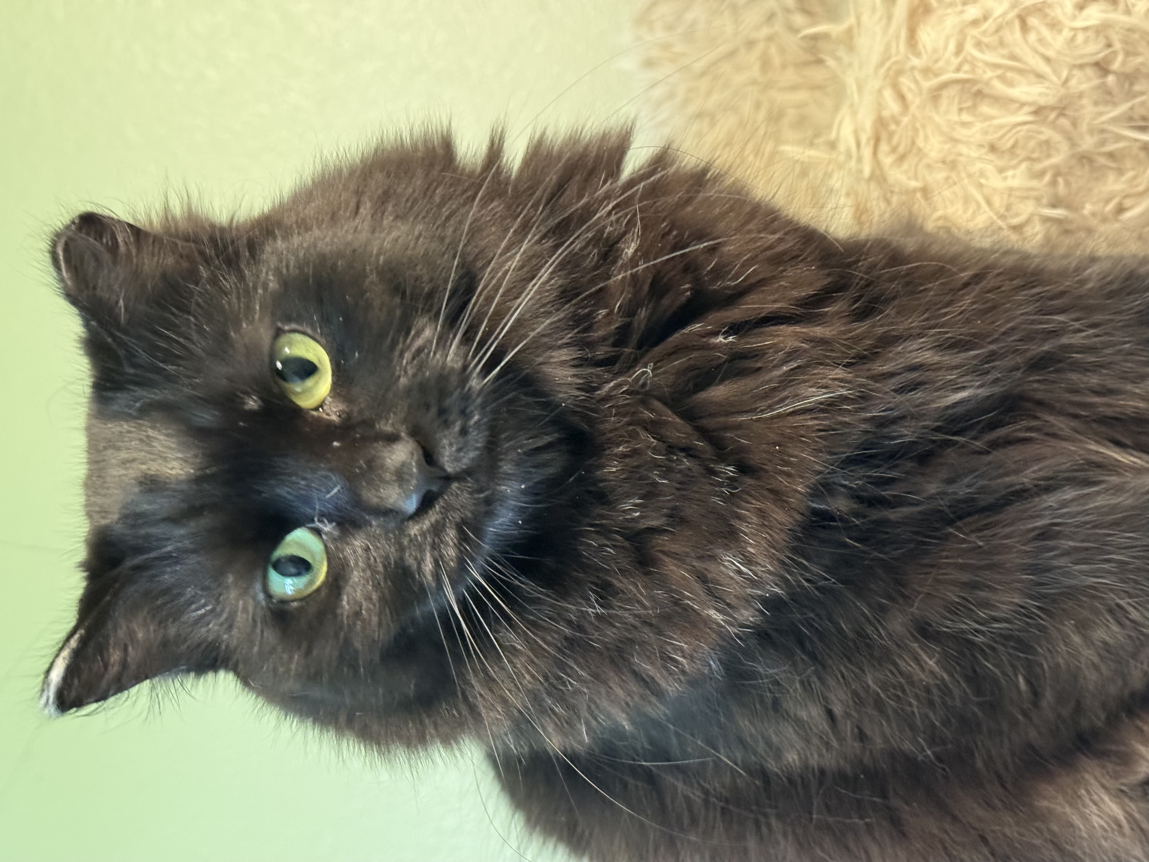 Marina, an adoptable Domestic Long Hair in Wasilla, AK, 99654 | Photo Image 1