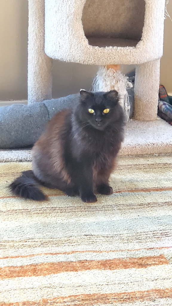 Marina, an adoptable Domestic Long Hair in Wasilla, AK, 99654 | Photo Image 1