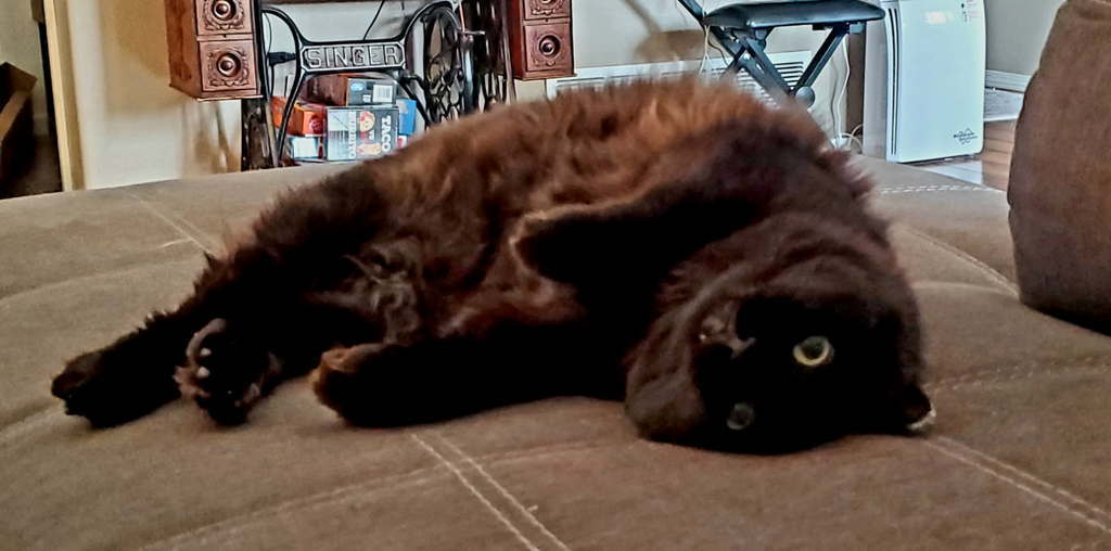 Marina, an adoptable Domestic Long Hair in Wasilla, AK, 99654 | Photo Image 3