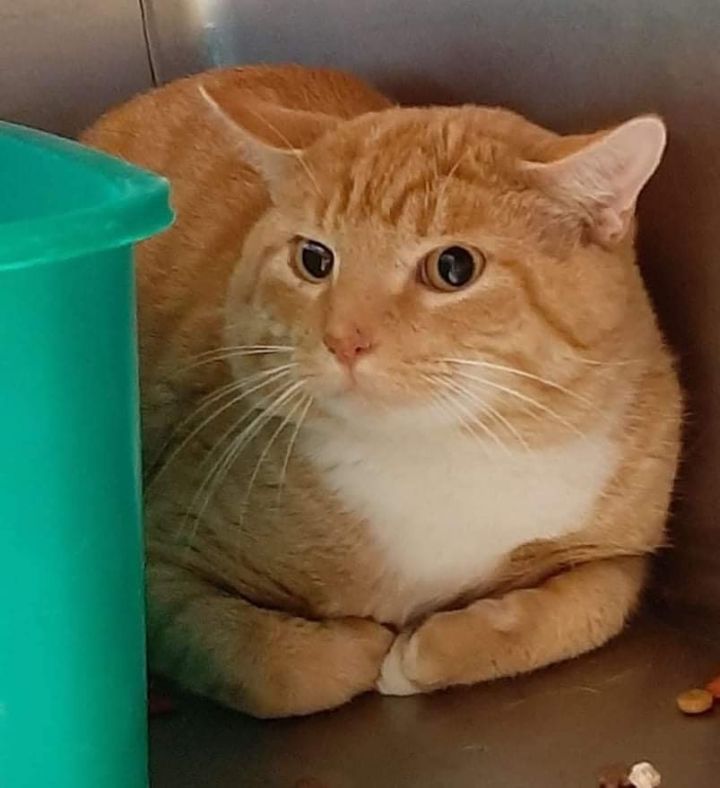 Linus bonded with Atlas 1