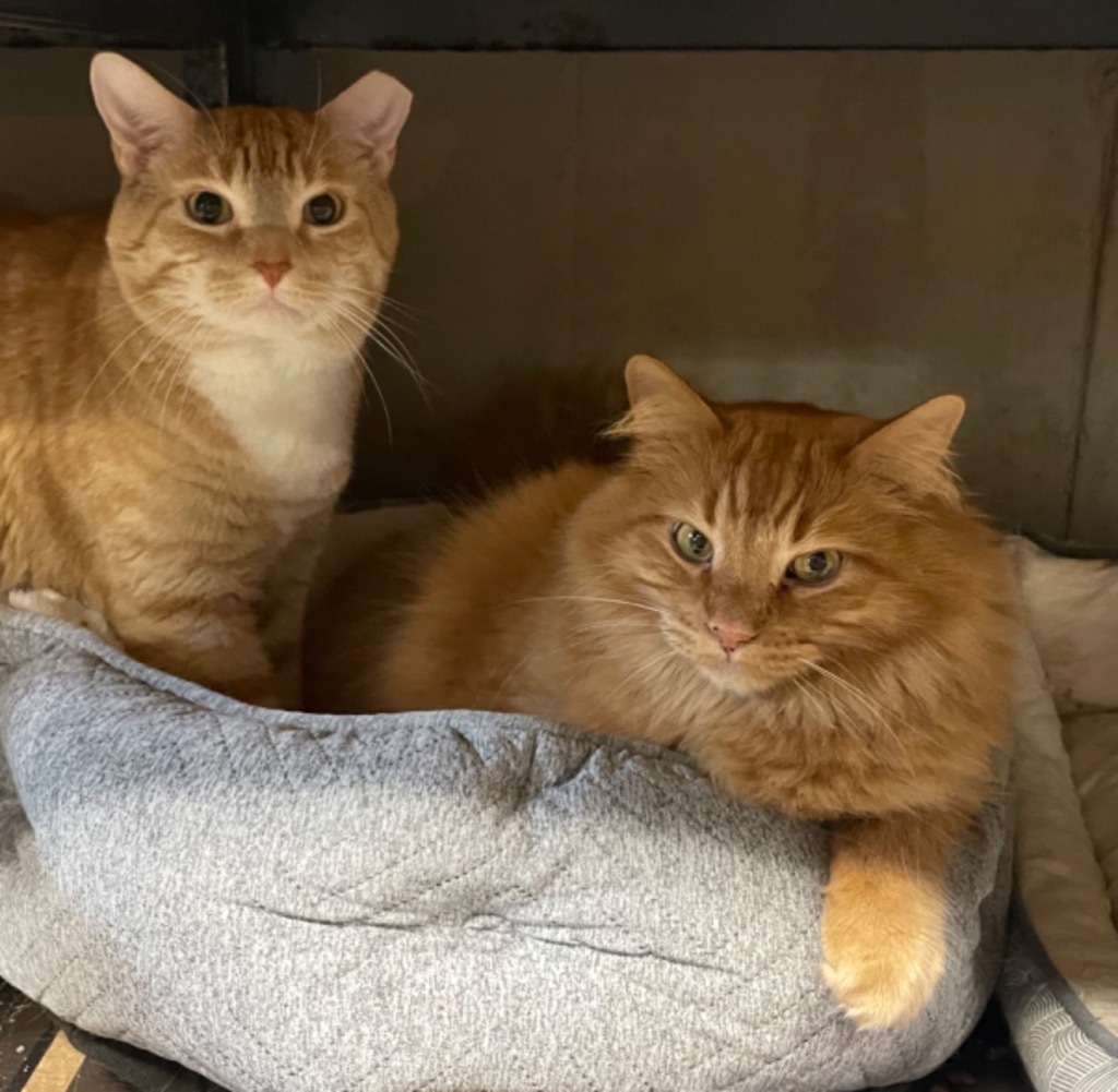 Linus bonded with Atlas