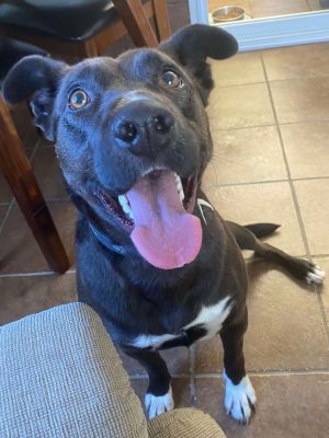 Rachel (Cocoa), Adult Female Labrador Retriever