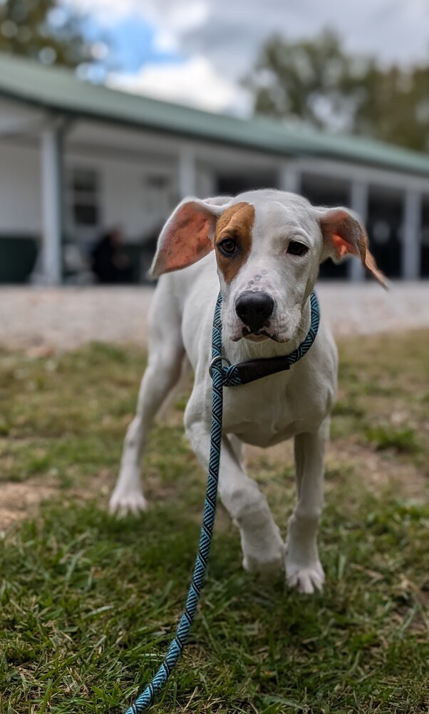 Hound Dawgs : Doc, an adoptable Hound, Setter in Osgood, IN, 47037 | Photo Image 1