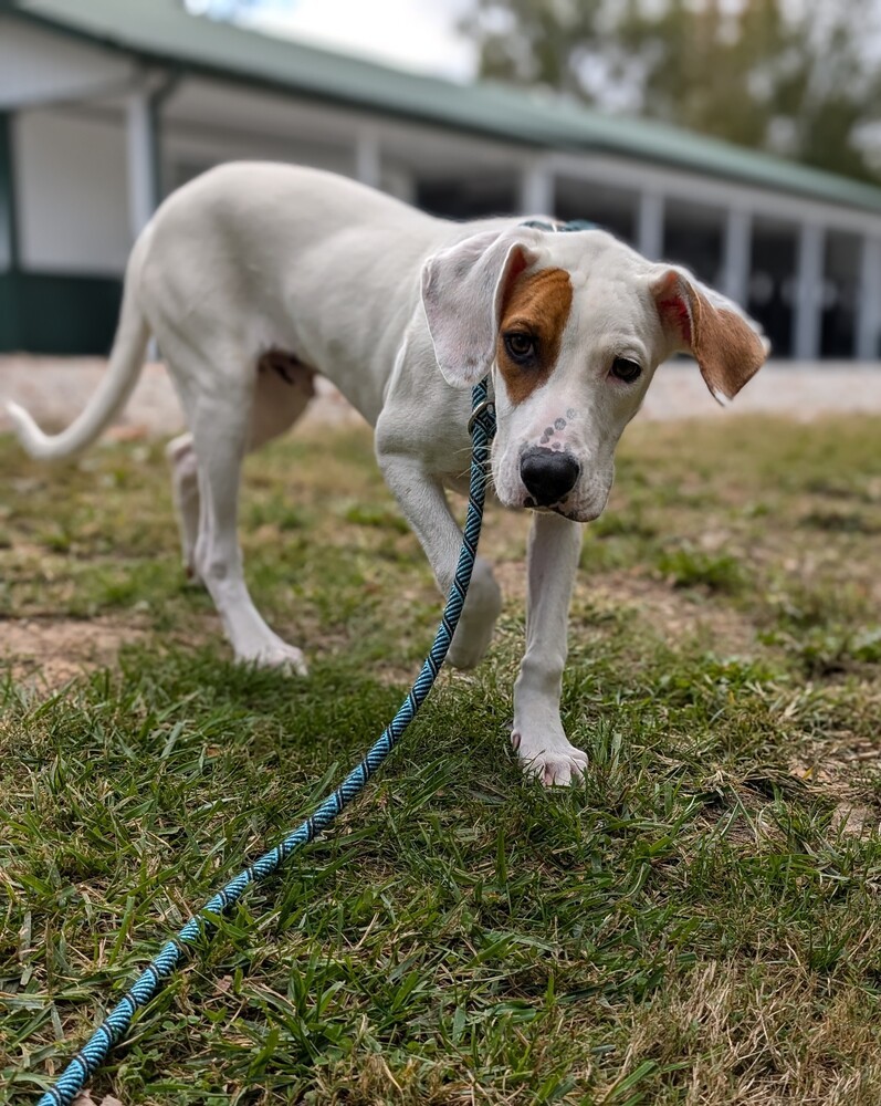 Hound Dawgs : Doc, an adoptable Hound, Setter in Osgood, IN, 47037 | Photo Image 2