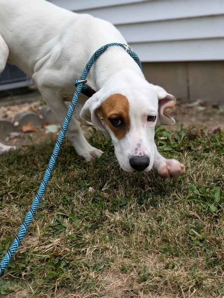 Hound Dawgs : Doc, an adoptable Hound, Setter in Osgood, IN, 47037 | Photo Image 3