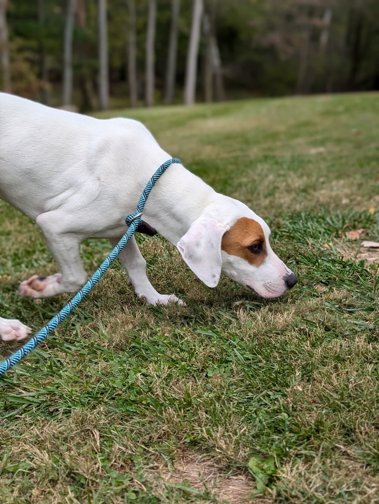 Hound Dawgs : Doc, an adoptable Hound, Setter in Osgood, IN, 47037 | Photo Image 4