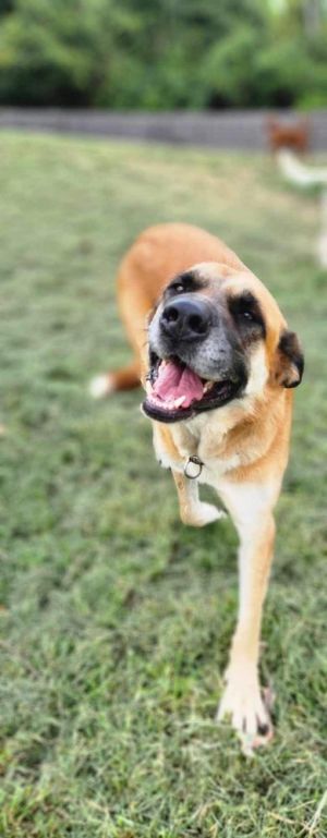 Suzie Q, Adult Female German Shepherd Dog