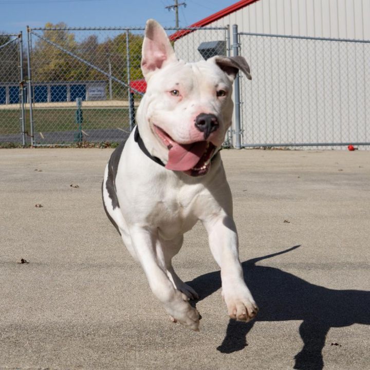 Bruce 1