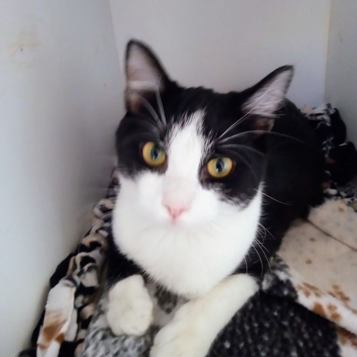 Ziggy 2